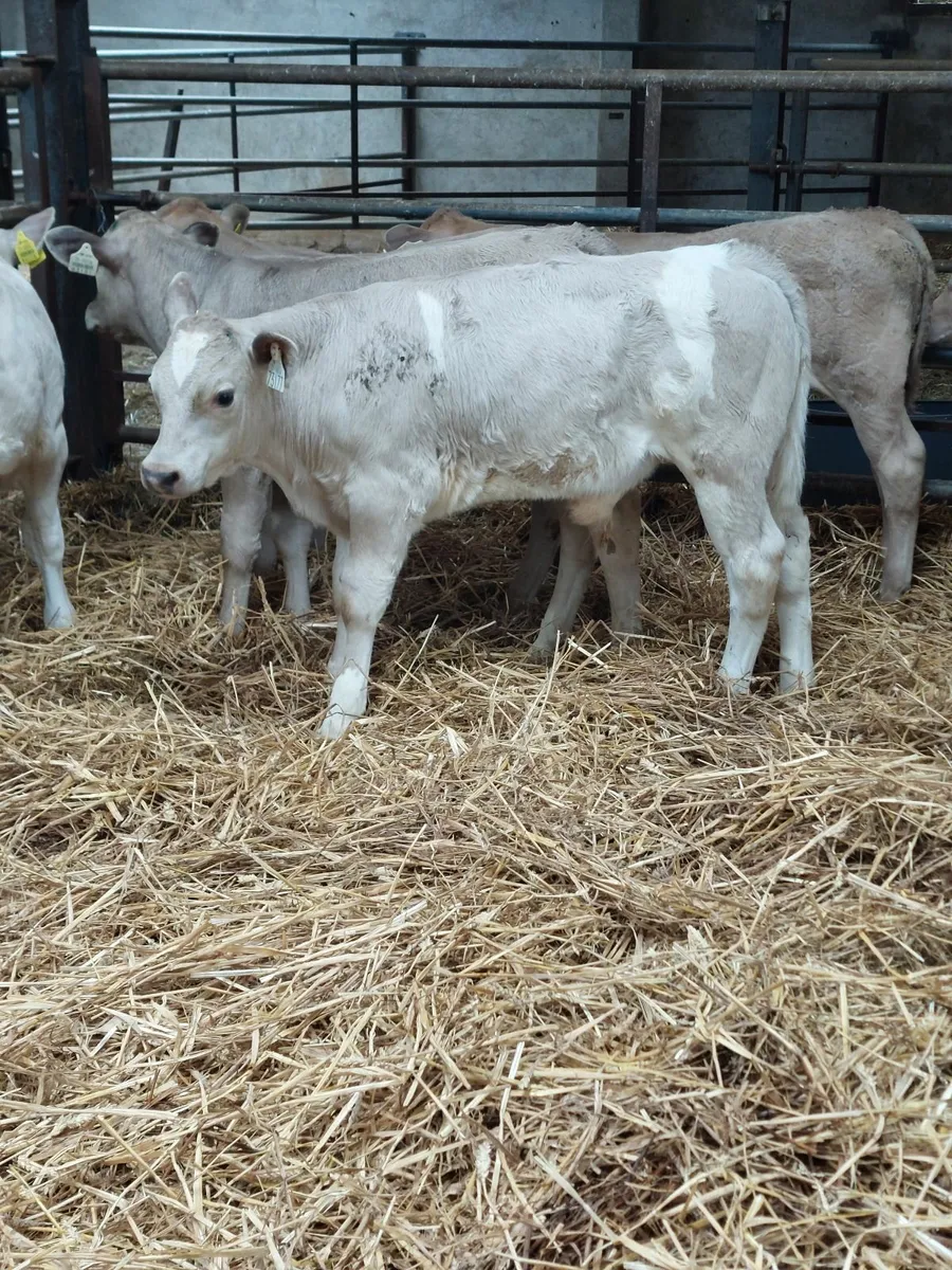 Calves - Image 3