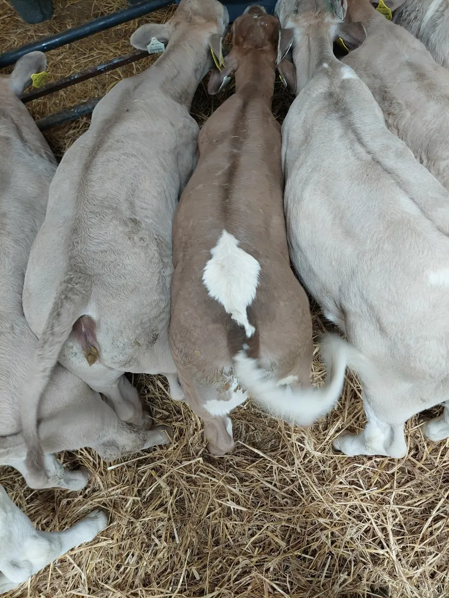 Calves - Image 4