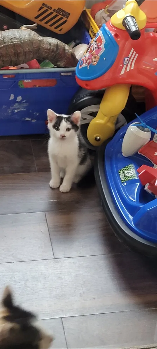 Kitten - Image 1
