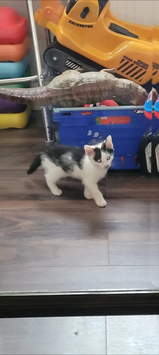 Kitten - Image 2