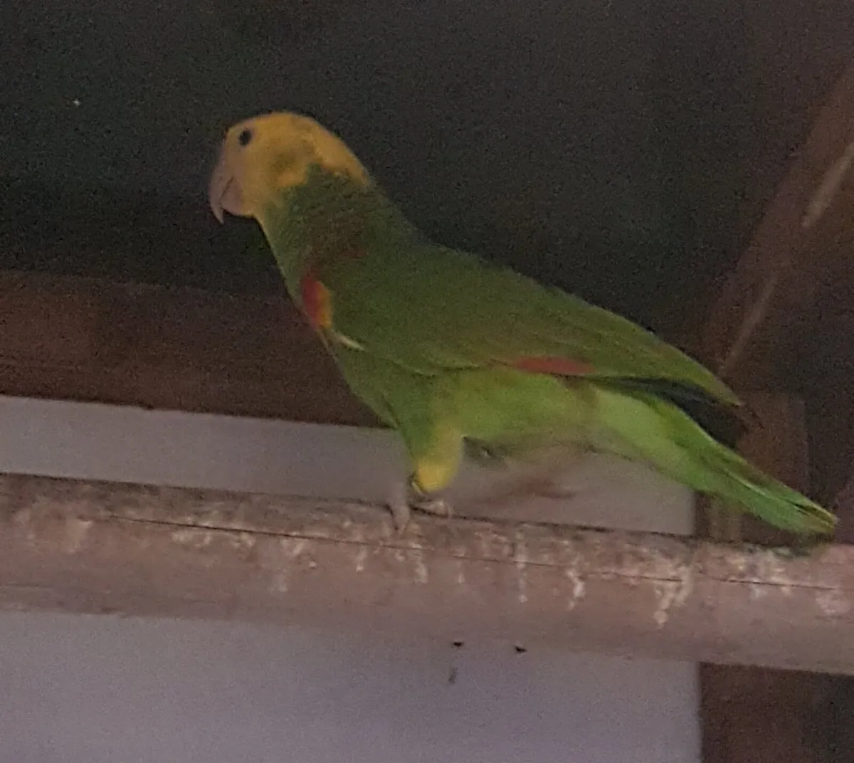 Birds - Image 1