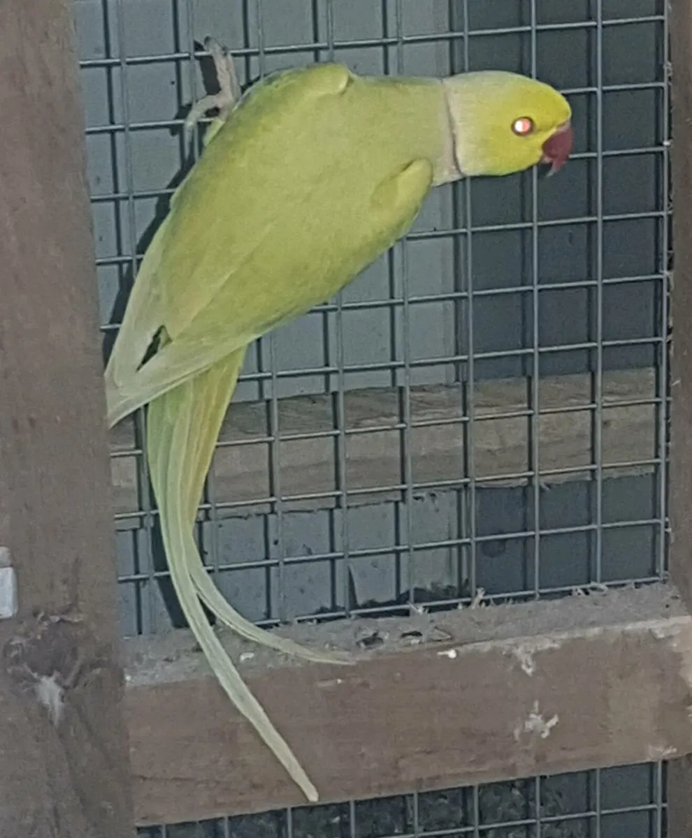 Birds - Image 2