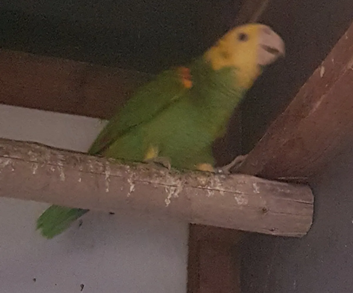 Birds - Image 4