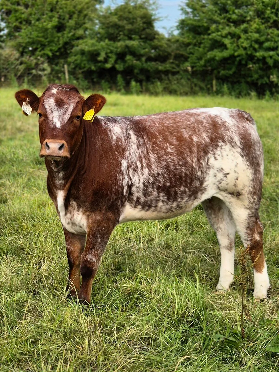 5 star Breeding Heifer - Image 1