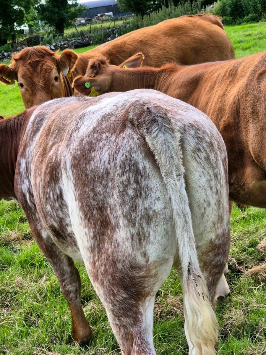 5 star Breeding Heifer - Image 2