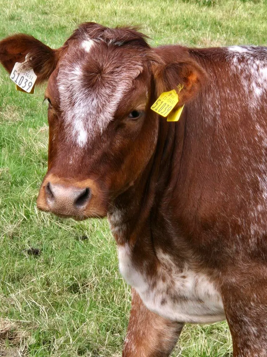 5 star Breeding Heifer - Image 3