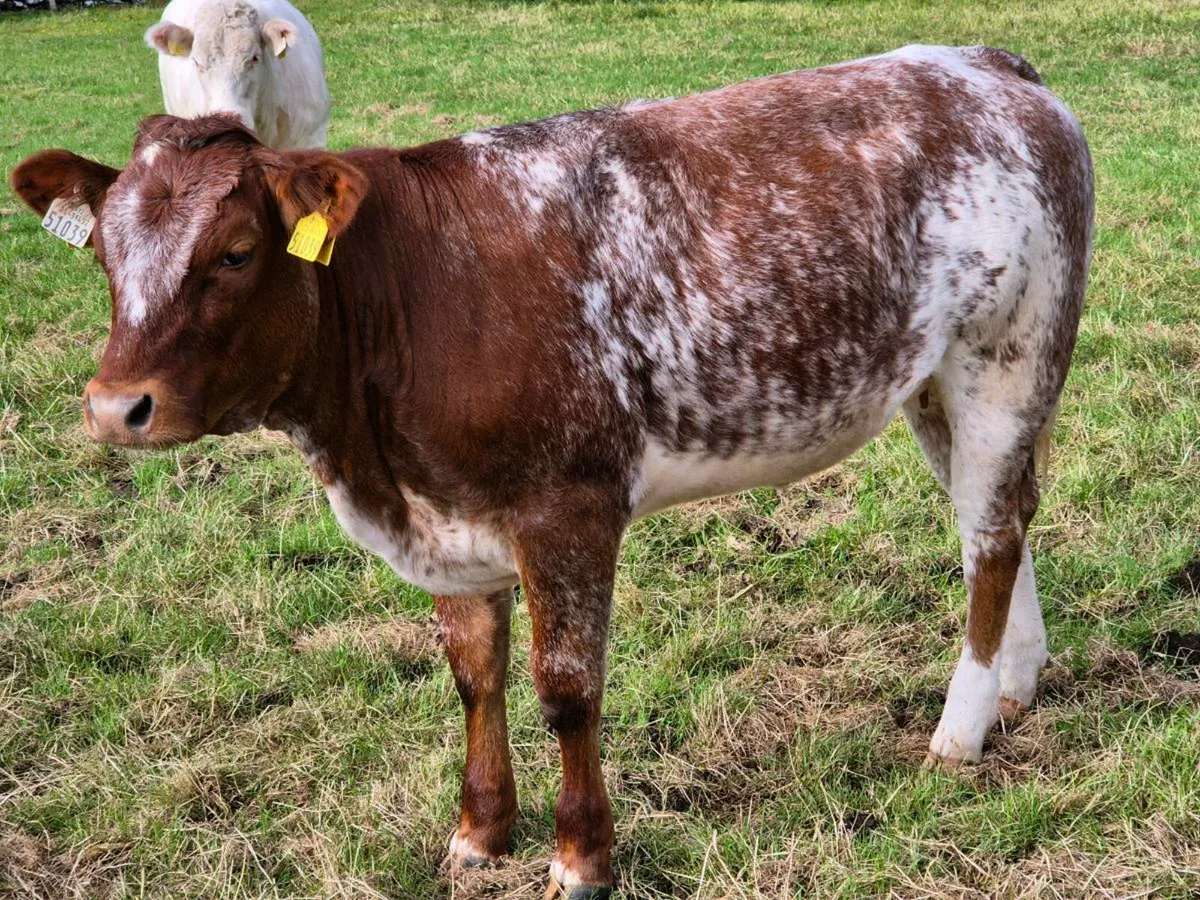 5 star Breeding Heifer - Image 4