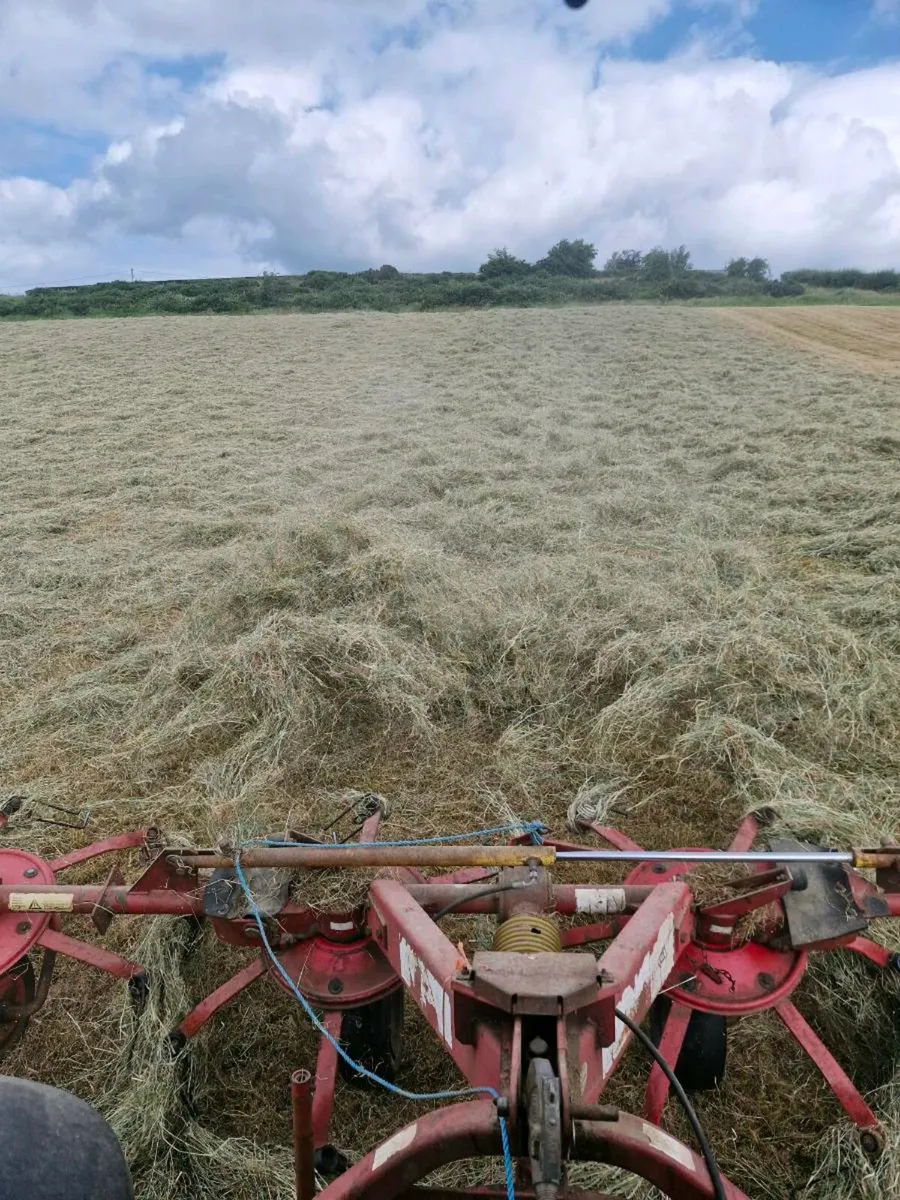 Hay - Image 3