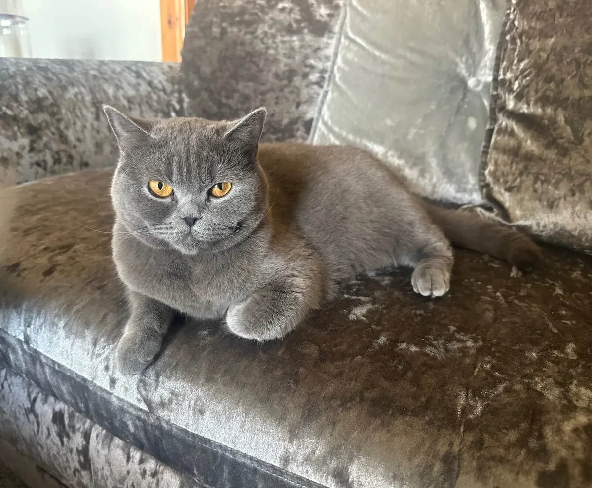 BRITISH SHORTHAIR KITTENS - Image 4