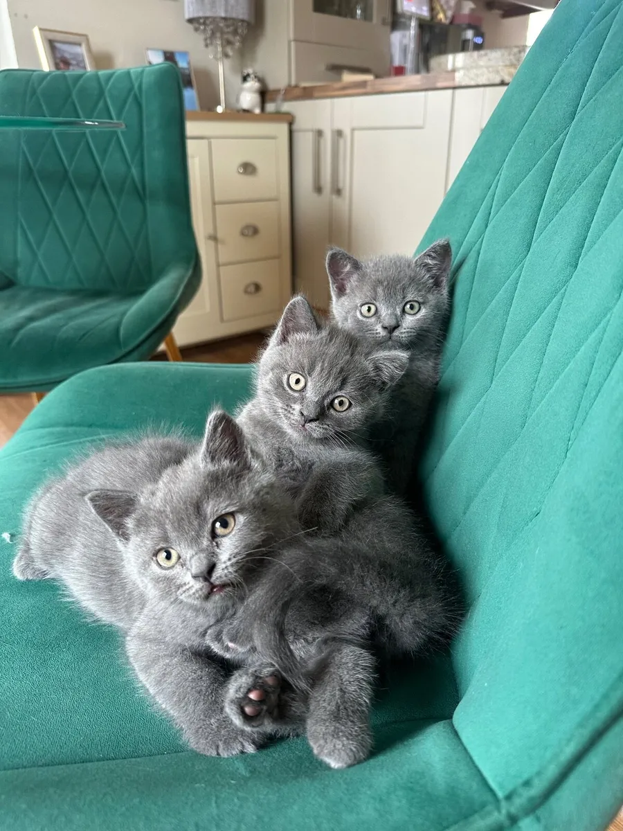 BRITISH SHORTHAIR KITTENS - Image 3