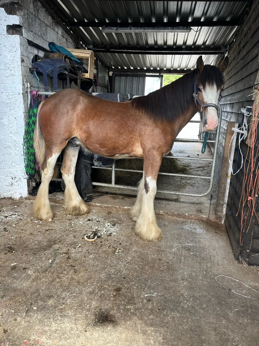 Yearling colt - Image 2