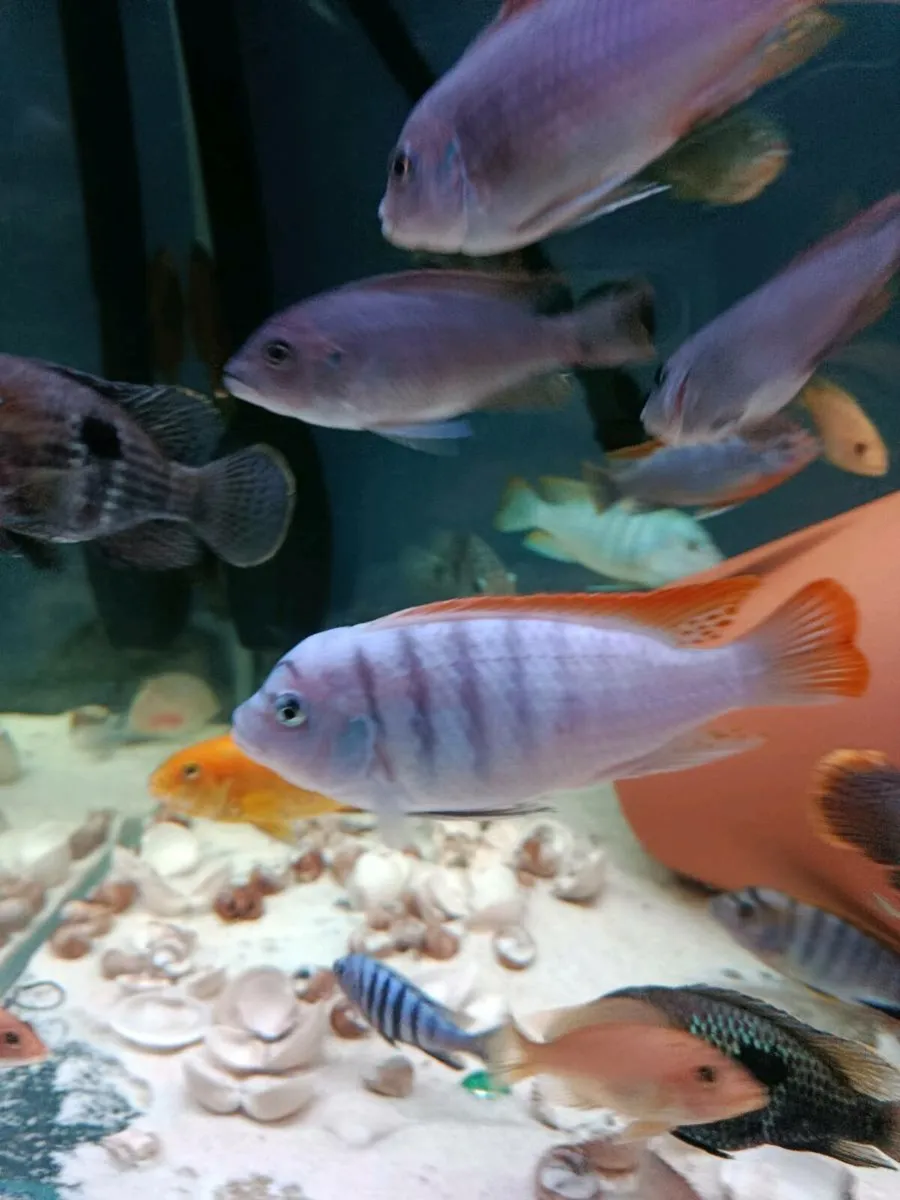 Malawi Cichlids - Image 1