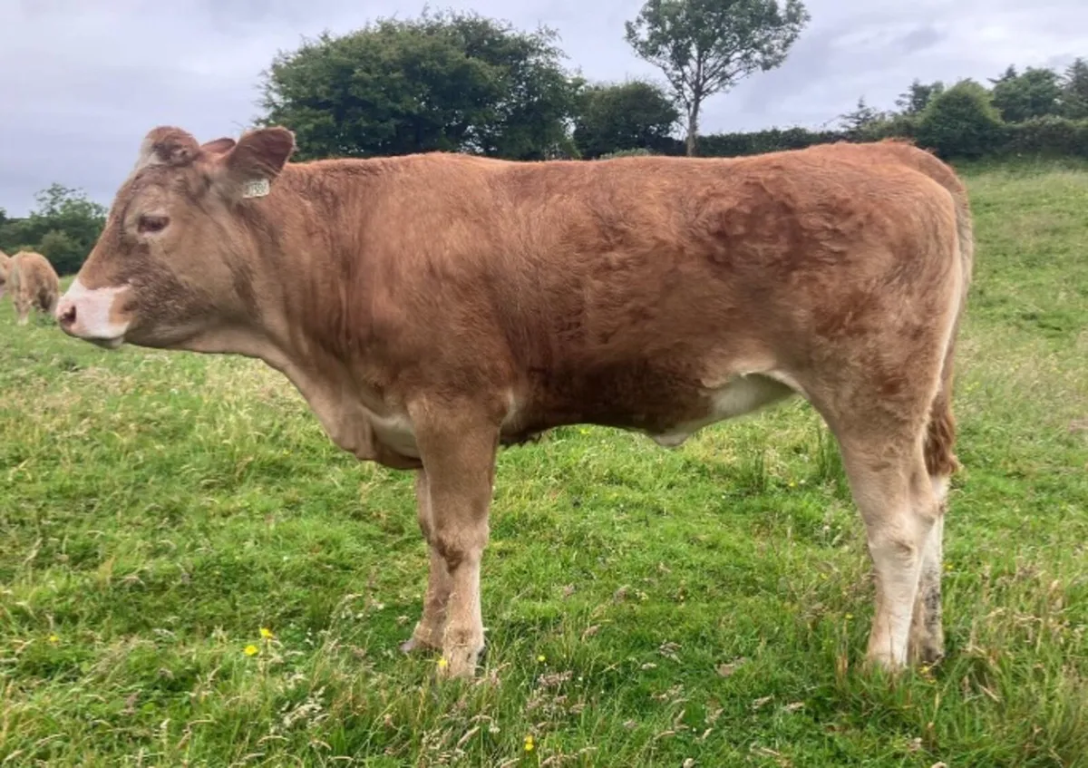 Cattle - Image 1