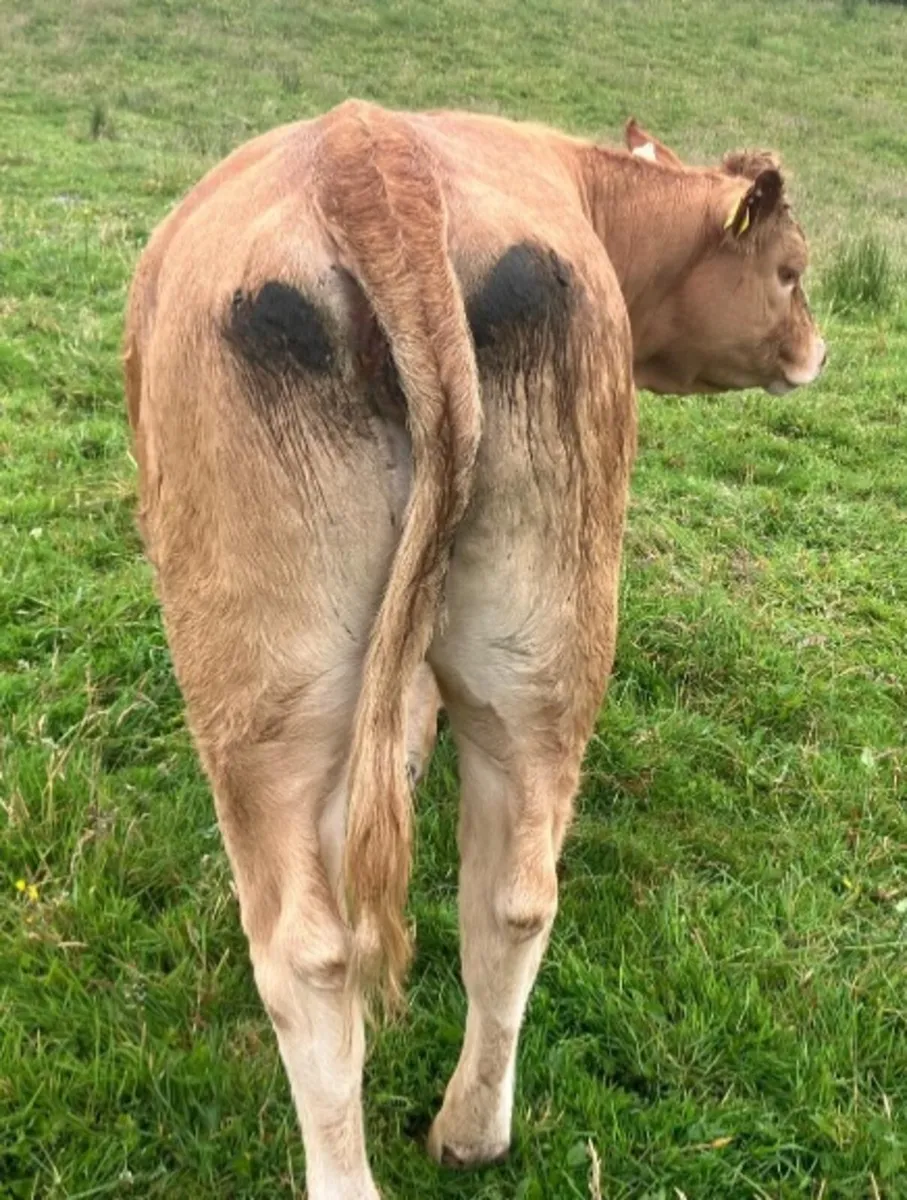 Cattle - Image 2