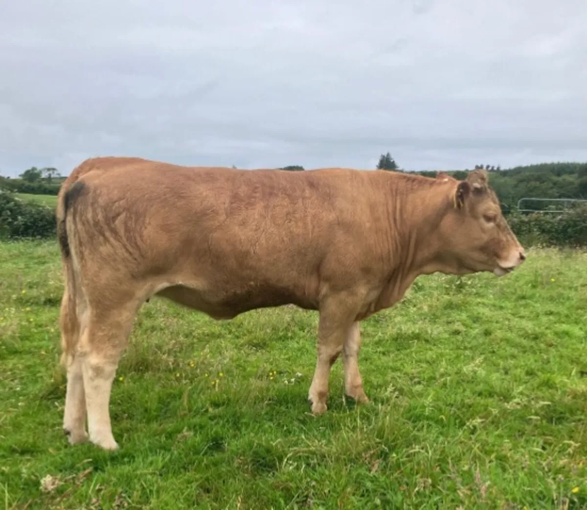 Cattle - Image 3