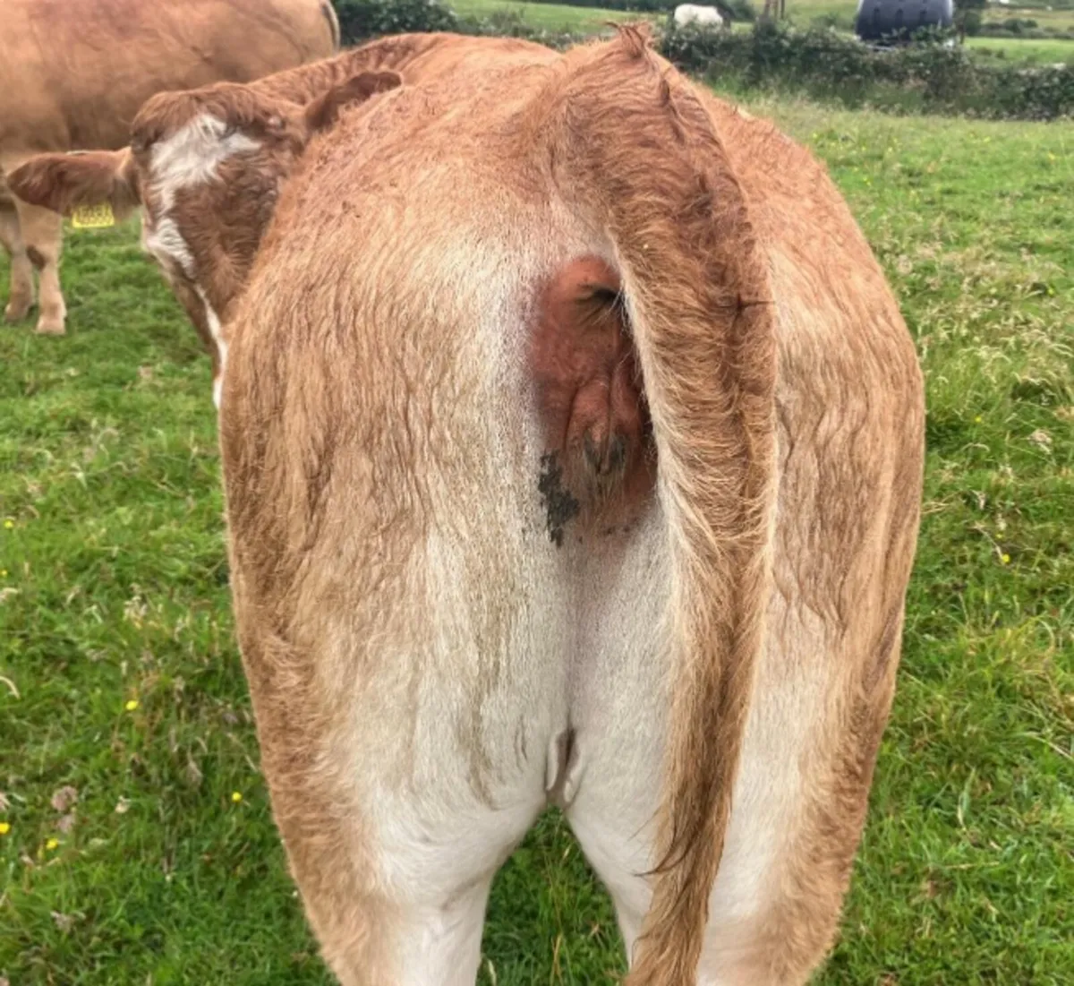 Cattle - Image 4
