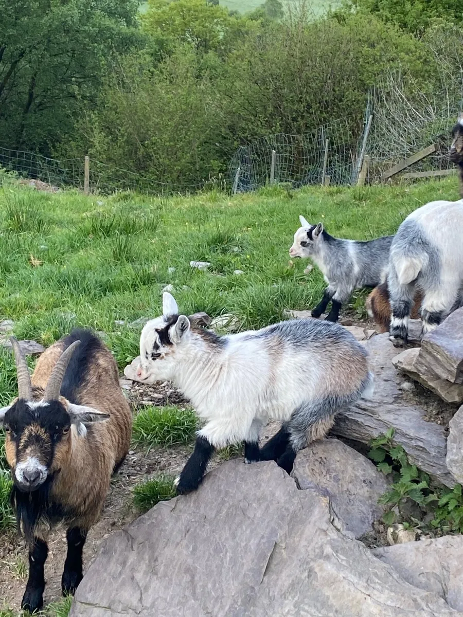 Pygmy Goats - Image 2