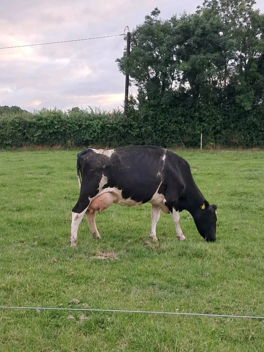 Cow Suitable for Rearing Calves - Image 1