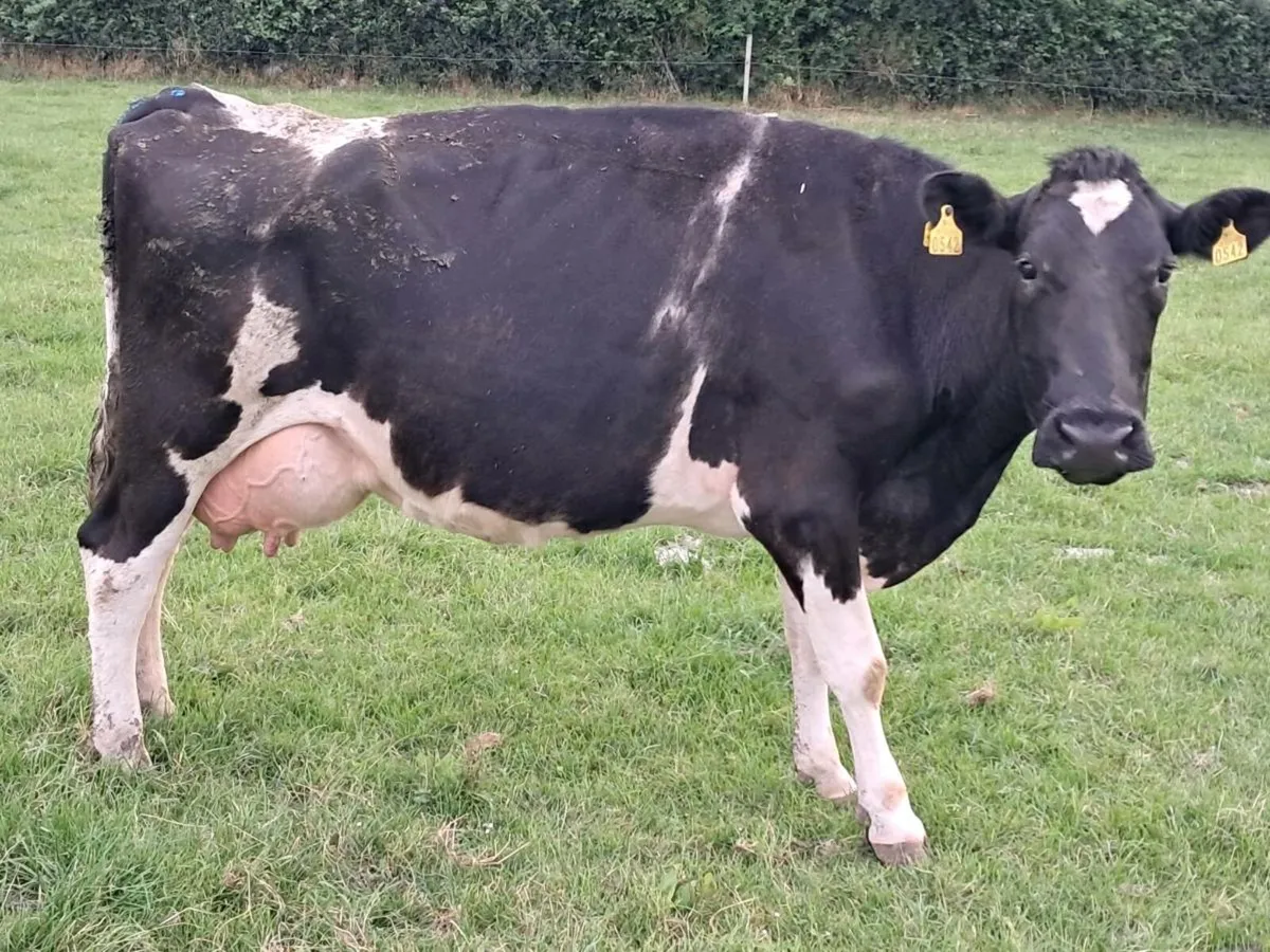 Cow Suitable for Rearing Calves - Image 2
