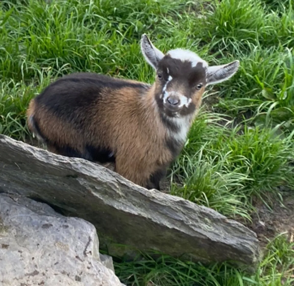 Pygmy Goats - Image 1