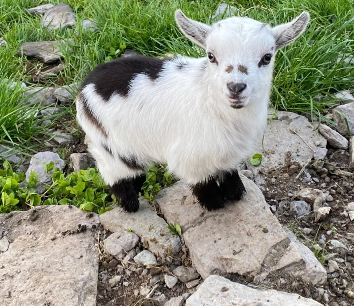 Pygmy Goats - Image 3