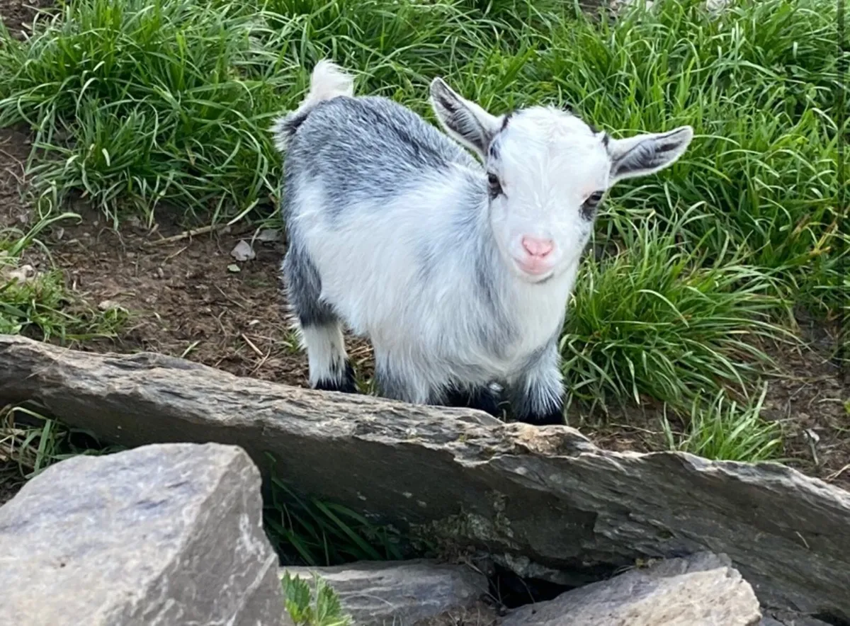 Pygmy Goats - Image 4