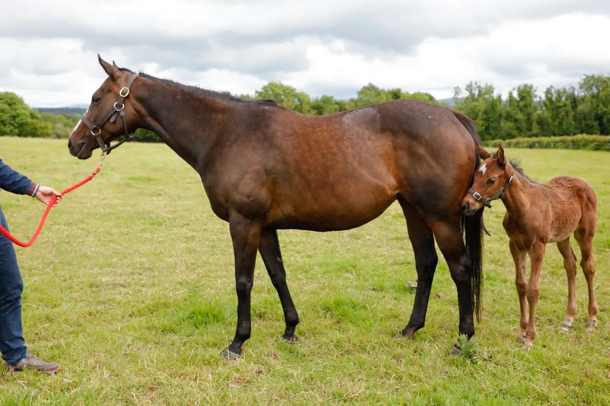Thoroughbred Mare & Colt Foal - Image 1