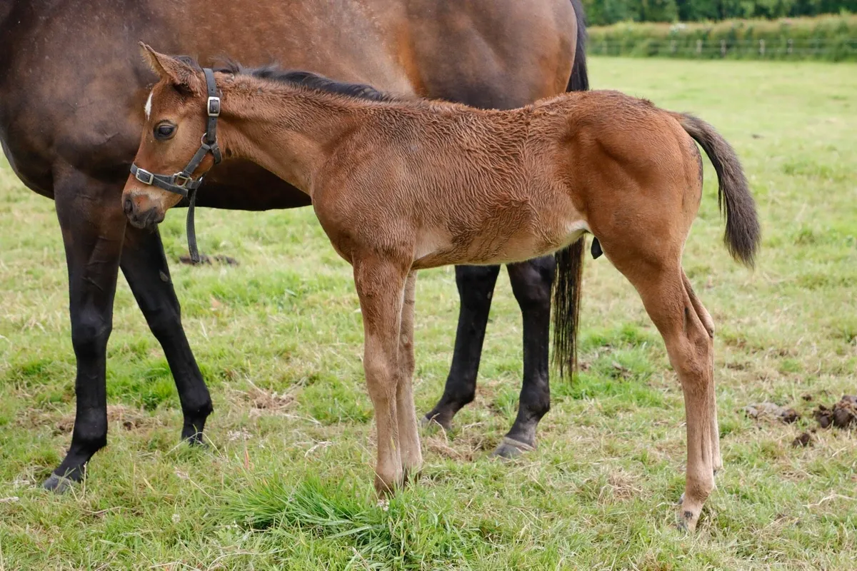 Thoroughbred Mare & Colt Foal - Image 2