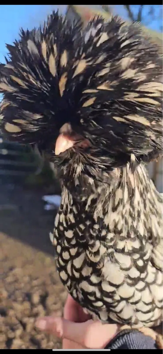 Polish and purebred hens and Growers purebred - Image 1