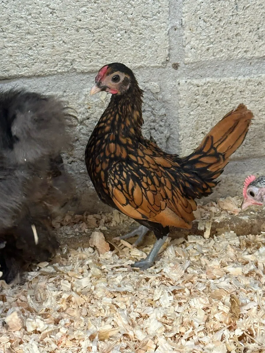Polish and purebred hens and Growers purebred - Image 3