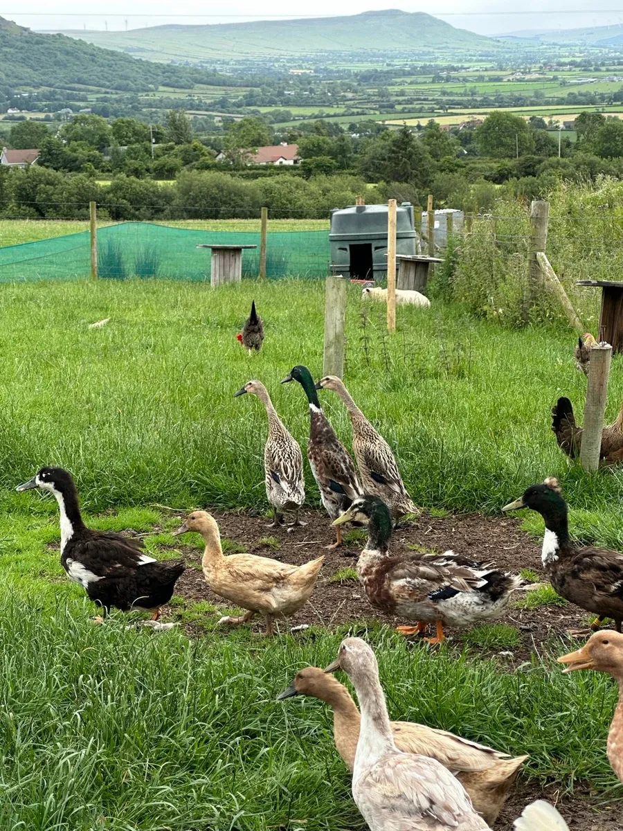 Polish and purebred hens and Growers purebred - Image 4