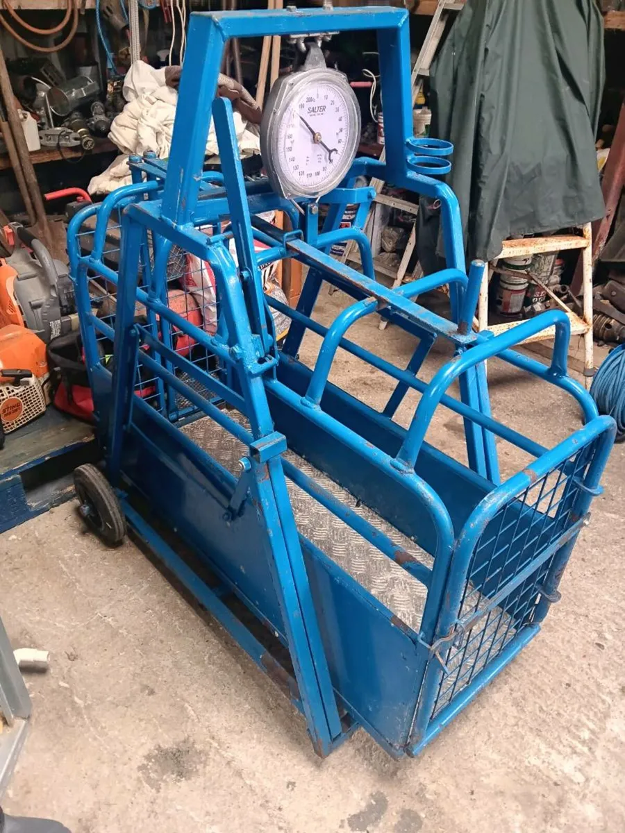 Lamb weighing scales - Image 2