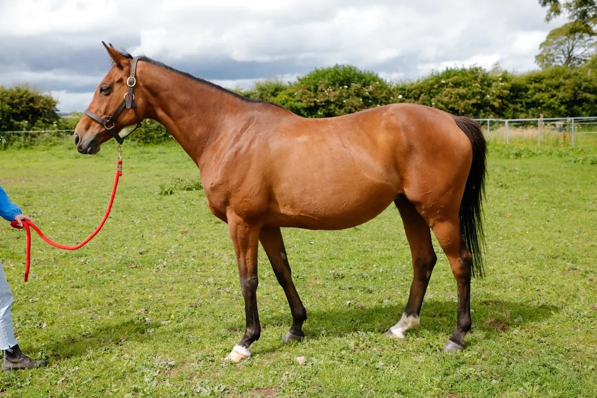 Thoroughbred Mare