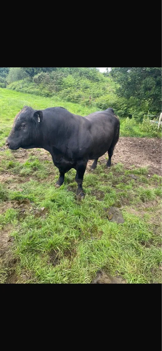 Angus Bull - Image 1