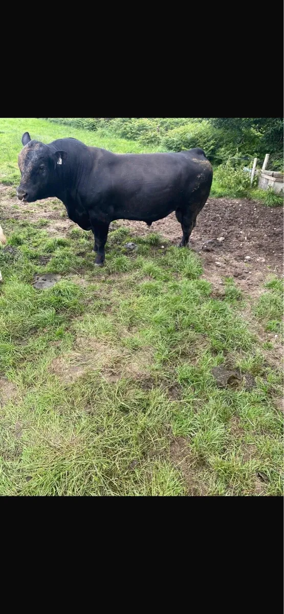 Angus Bull - Image 2
