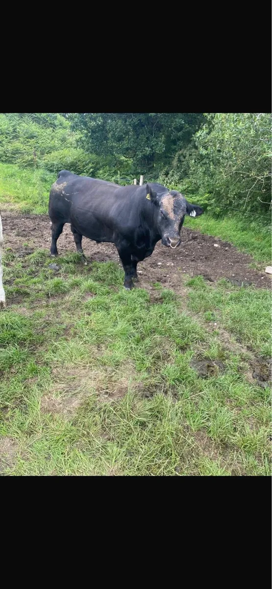 Angus Bull - Image 3