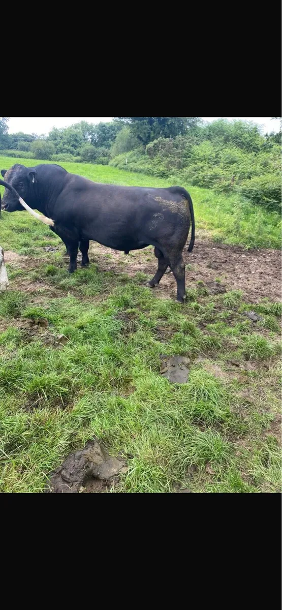 Angus Bull - Image 4