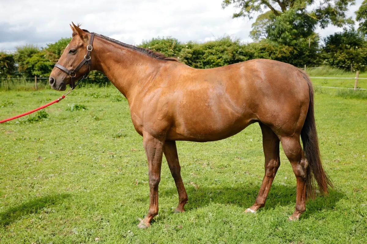 Thoroughbred Mare