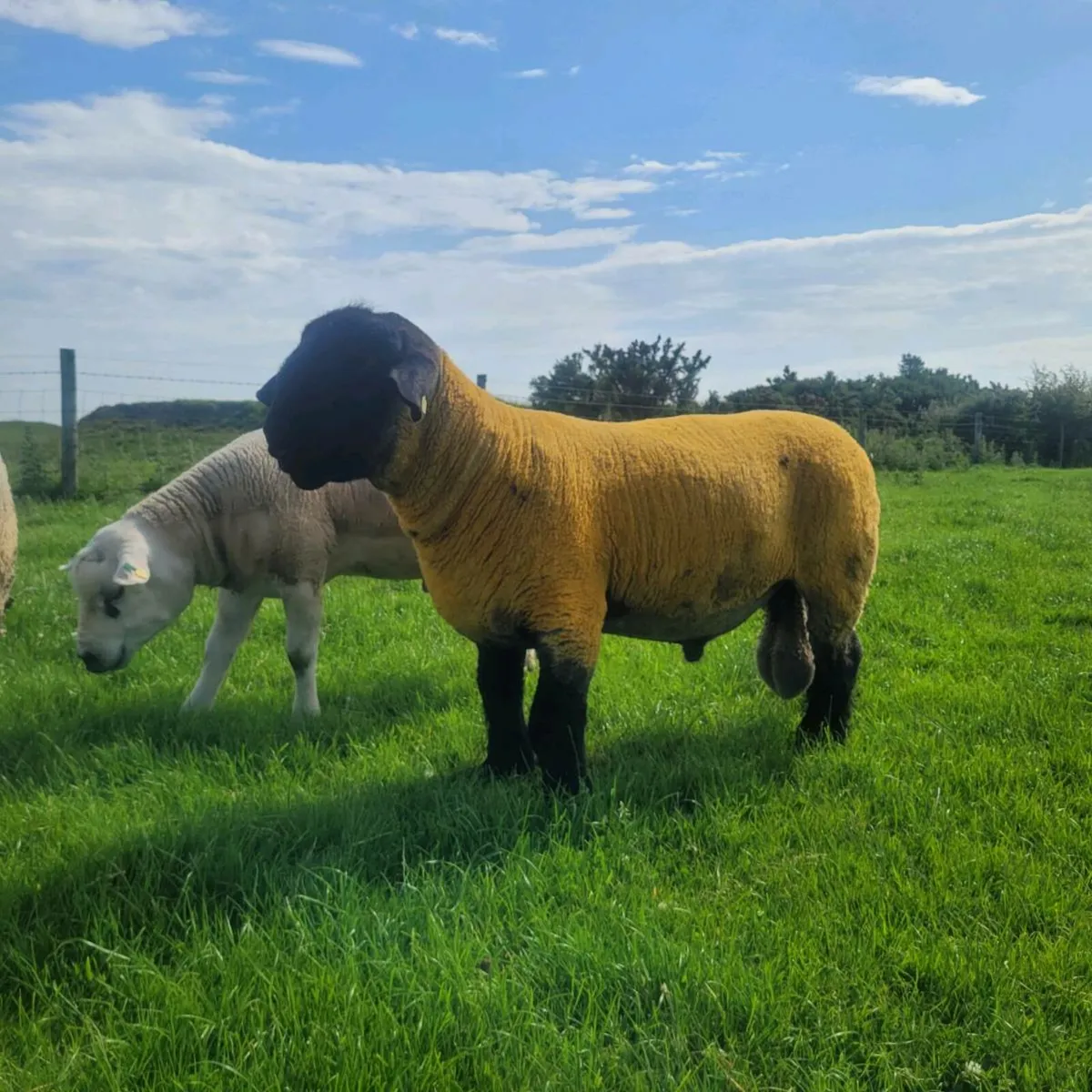 Rams - Image 1