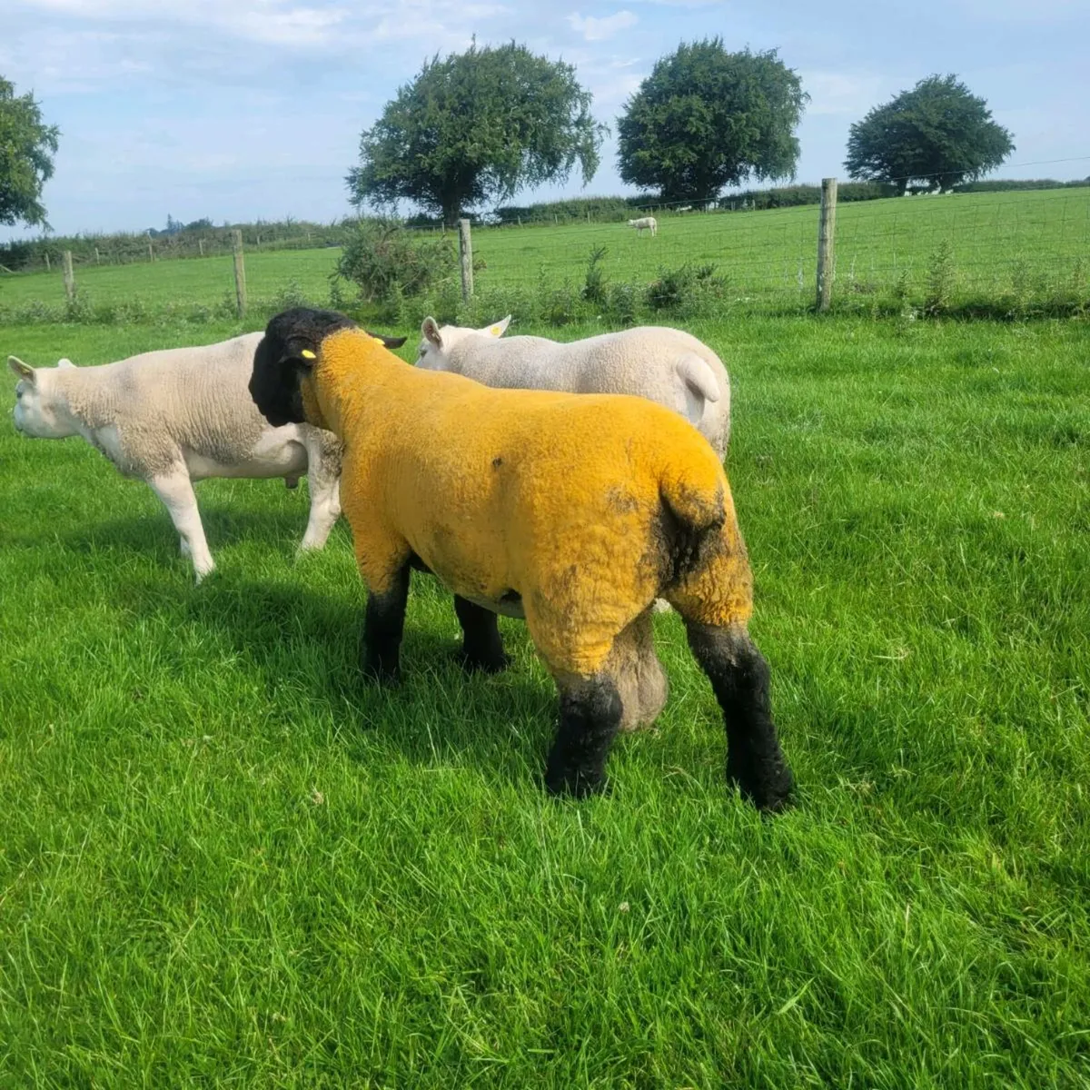 Rams - Image 2