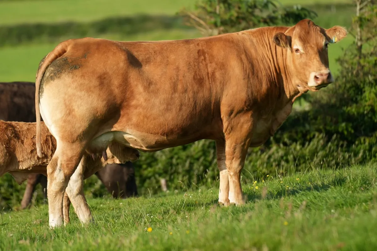 ⭐ Show Limousin Cow & Calf ⭐ - Image 2