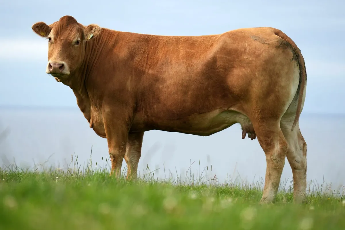 ⭐ Show Limousin Cow & Calf ⭐ - Image 3