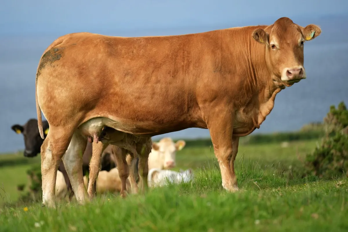 ⭐ Show Limousin Cow & Calf ⭐ - Image 1