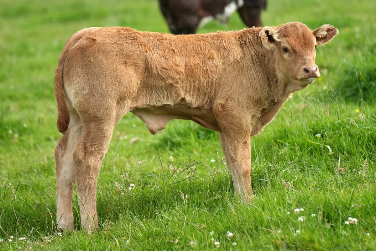 ⭐ Show Limousin Cow & Calf ⭐ - Image 4