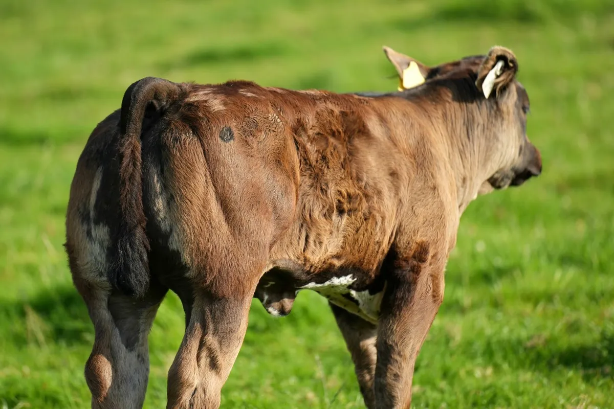 ⭐ 3 Show Limousin Cows & Blue Calves ⭐ - Image 1