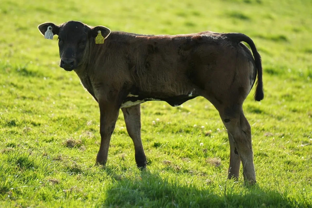 ⭐ 3 Show Limousin Cows & Blue Calves ⭐ - Image 3