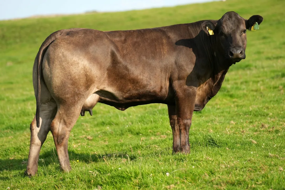 ⭐ 3 Show Limousin Cows & Blue Calves ⭐ - Image 2