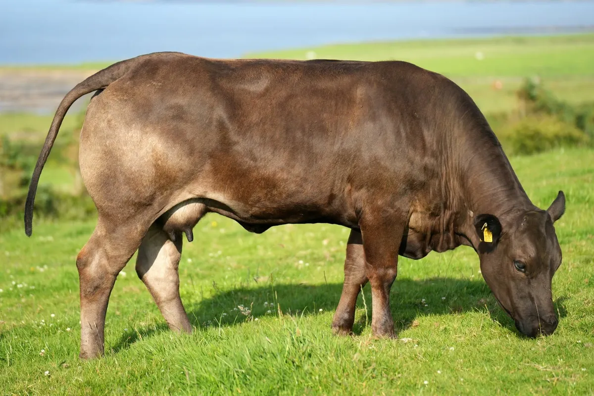 ⭐ 3 Show Limousin Cows & Blue Calves ⭐ - Image 4