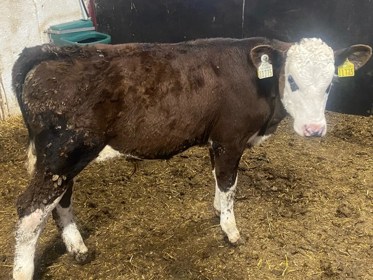 4 Whitehead/Angus Reared Bull Calves - Image 1