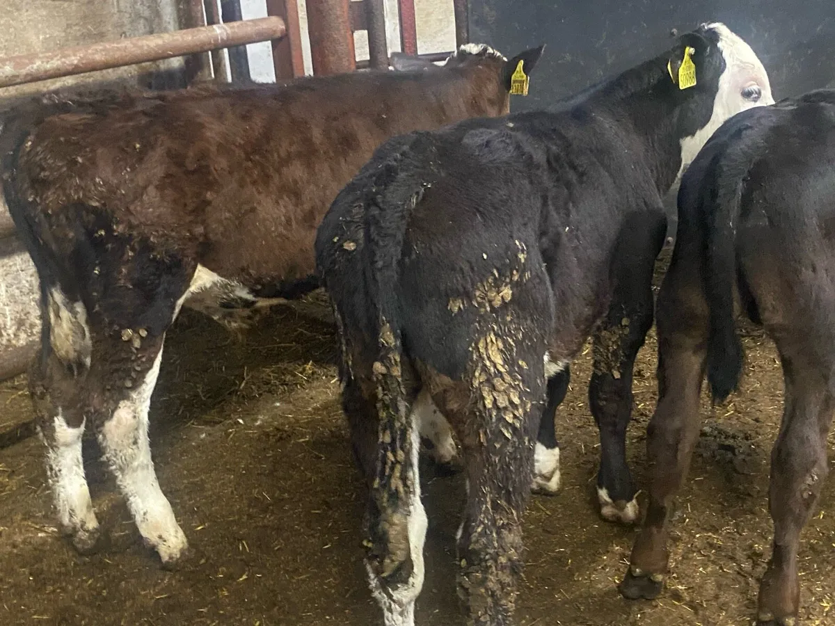 4 Whitehead/Angus Reared Bull Calves - Image 3